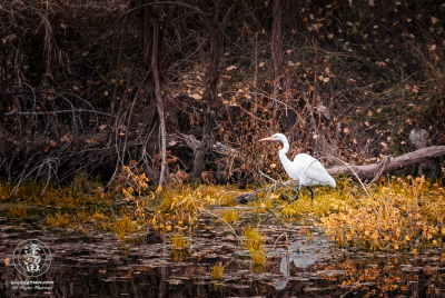Egret Fishing 5 Toned White egret walking through yellow wildflowers looking for meal.