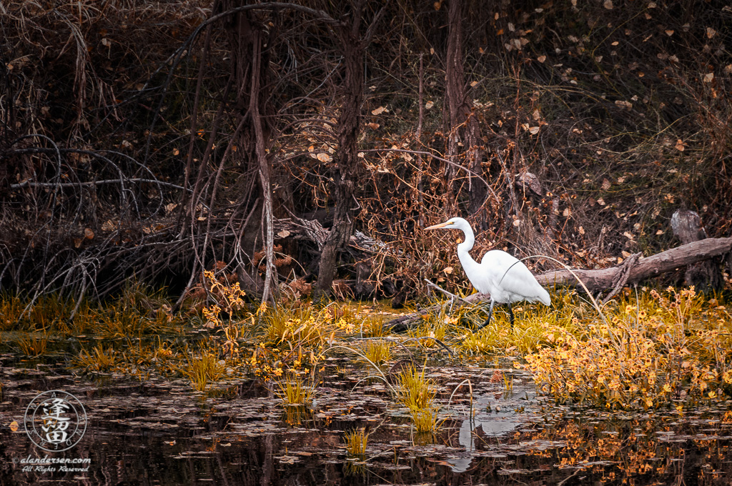 A white egret walking through yellow wildflowers and looking for a meal along the edge of a pond.
