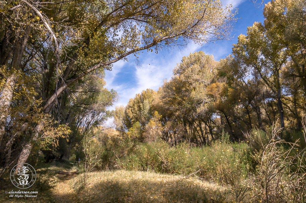 Cottonwood trees dropping their Autumn leaves.