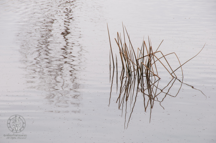 Green water reeds and wind ripples on a gray pond.