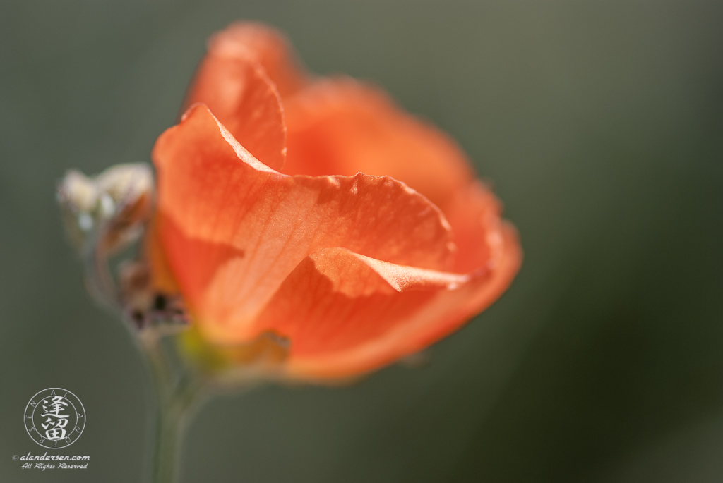 Delicate back-lit petals of an orange globemallow (Sphaeralcea) wildflower.