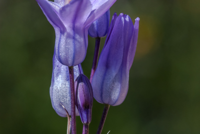 Desert Hyacinth 2 Closeup of a Desert Hyacinth (Dichelostemma capitatum) flower.