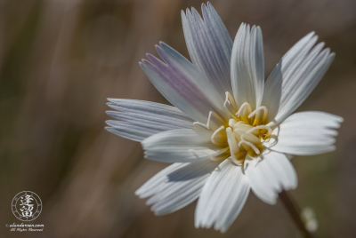 Desert Chicory 2 Closeup of Desert Chicory (Rafinesquia neomexicana) flower.
