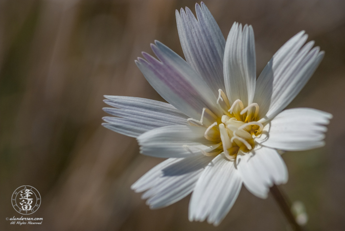 Closeup of Desert Chicory (Rafinesquia neomexicana) flower.