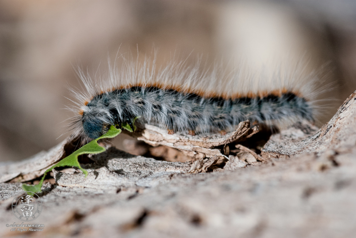Southwestern Tent Caterpillar (Malacosoma incurvum) crawling amongst Cottonwood ground debris.