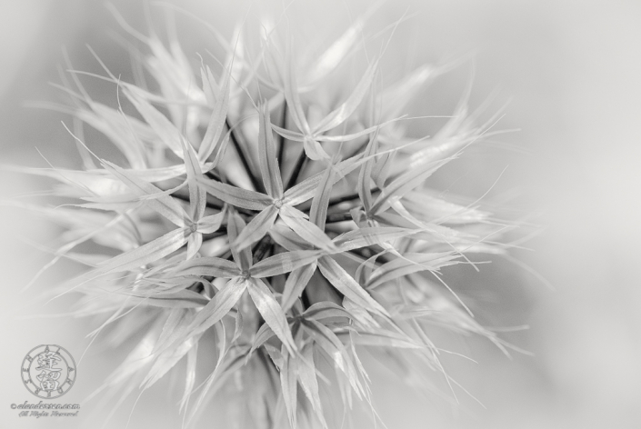 Hi-key black & white macro closeup of Lindley's Silverpuffs (Microseris lindleyi).