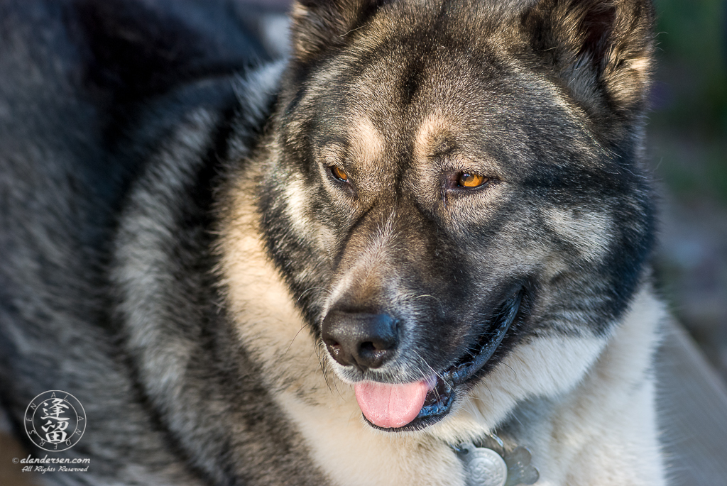 Hachi laying on top of the picnic table in the late rays of the afternoon sun.