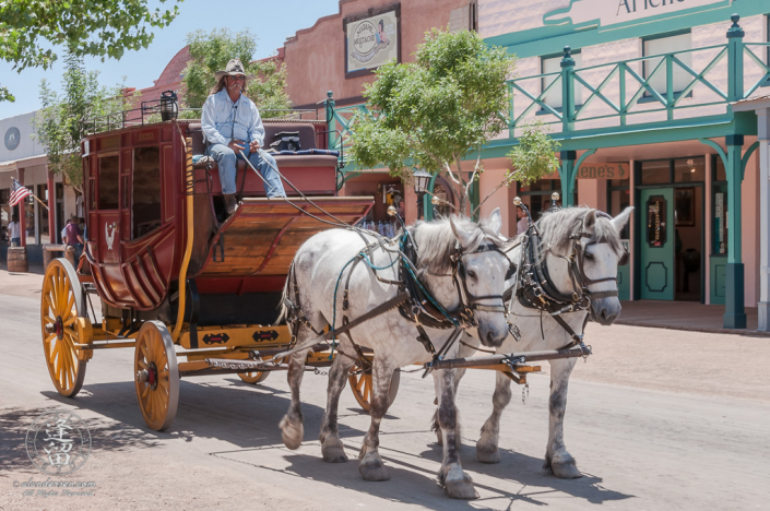 A stagecoach ride for tourists pulled by white horses.
