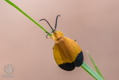Net Winged Beetle Closeup of Net Winged Beetle (Lycus arizonensis) crawling up grass blade.