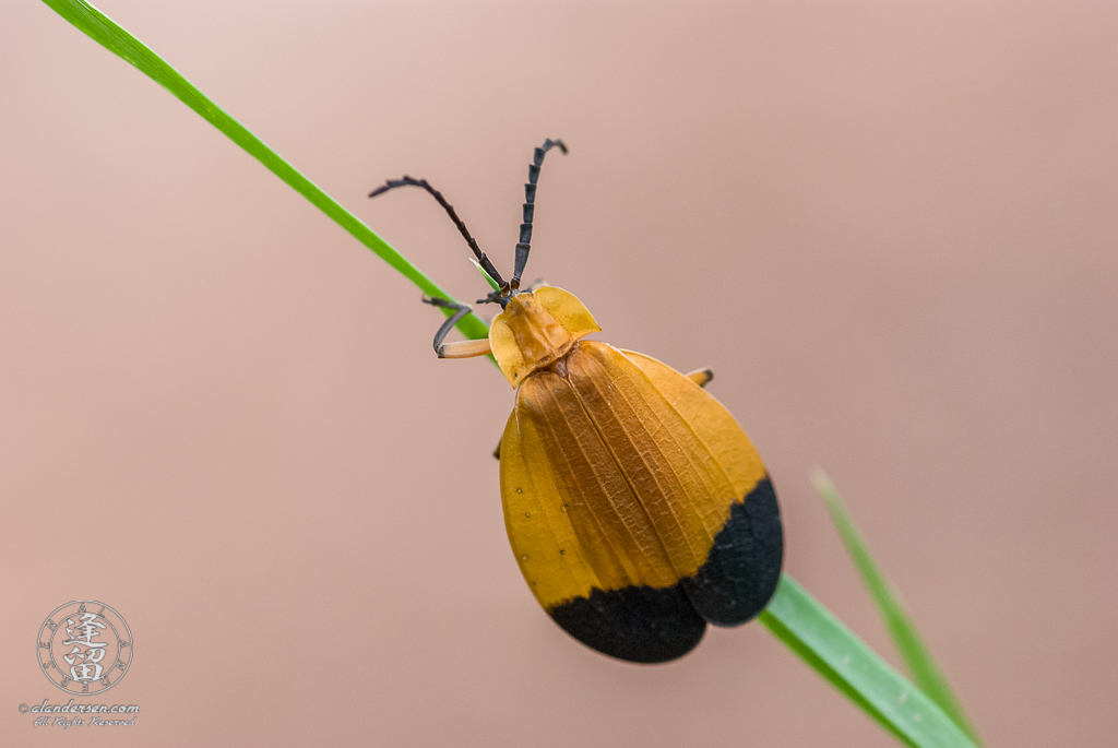 Closeup of Net Winged Beetle (Lycus arizonensis) crawling up grass blade.