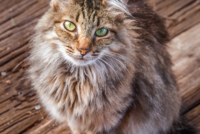 Stray Cat With Green Eyes Stray long-haired cat with large green eyes sitting on boardwalk.