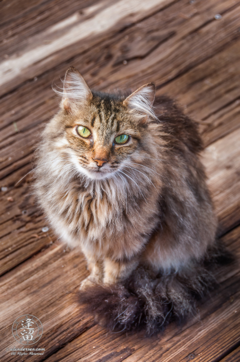 Stray long-haired cat with large green eyes sitting on boardwalk.