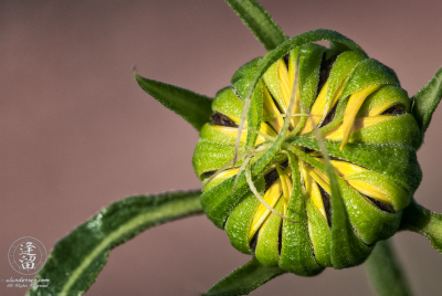 Sunflower Bud Closeup image of Common Sunflower (Helianthus annuus) bud beginning to unfurl.