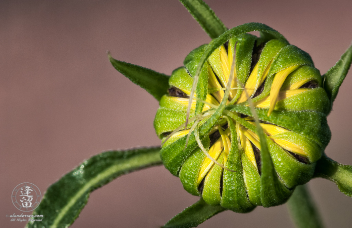 Closeup image of Common Sunflower (Helianthus annuus) bud beginning to unfurl.