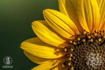 Radiating Sunflower Common sunflower with petals radiating from lower right corner of image frame.