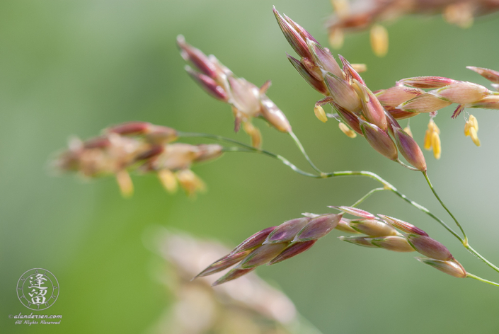 Fruiting grass seeds of pink and purple set against green background.