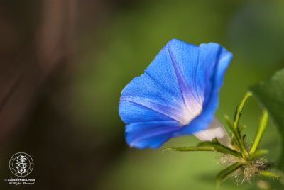 Canyon Morning Glory 2 Canyon Morning Glory (Ipomoea barbatisepala) softly lit by sun against green background.