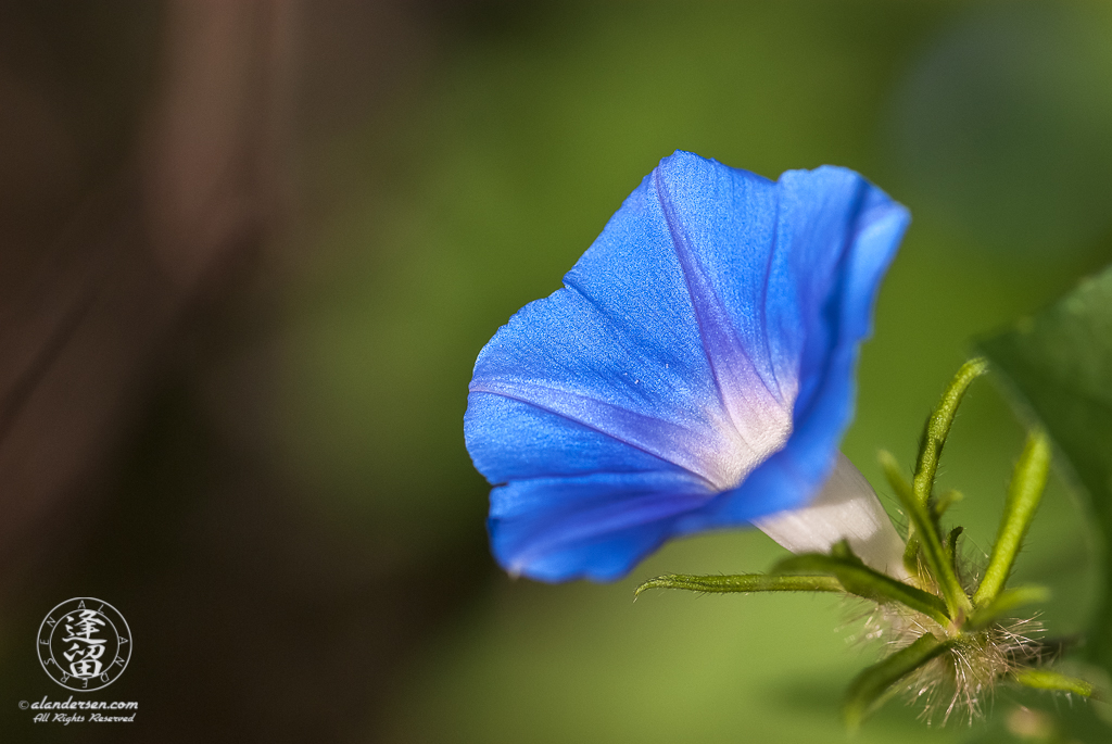 Canyon Morning Glory (Ipomoea barbatisepala) softly lit by sun against green background.
