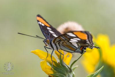 California Sister Butterfly 1 California Sister (Adelpha californica) Butterfly atop a composite wildflower.