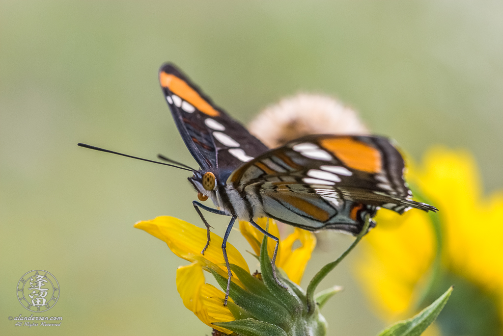 California Sister (Adelpha californica) Butterfly atop a composite wildflower.