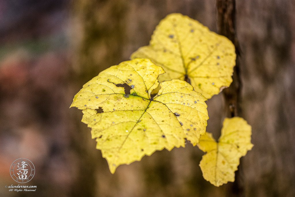 Canyon Grape (Vitis arizonica) leaves, turned bright yellow in Autumn,