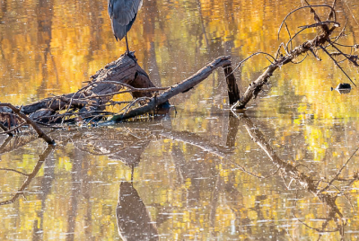 Heron Reflecting Great Blue Heron perched on pond log with water reflecting Autumn colors.