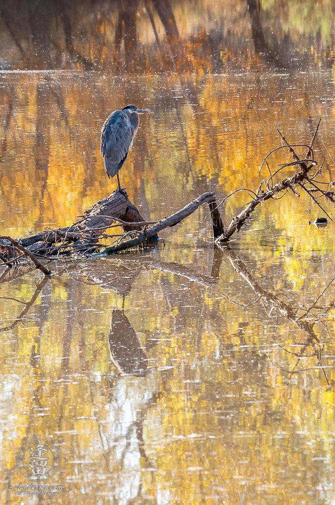 A Great Blue Heron perched on a log in the middle of a pond with reflected Autumn colors.