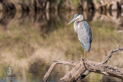 Heron Perched On Log Great Blue Heron (Ardea herodias) standing on log in pond.