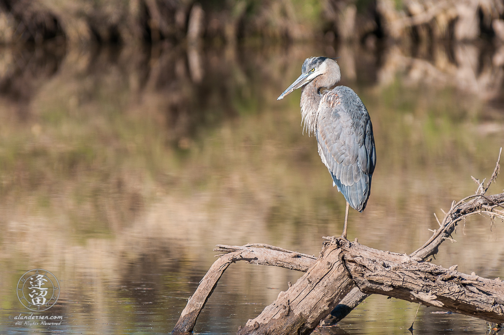 A Great Blue Heron (Ardea herodias) standing on a log in a pond and looking for some lunch.