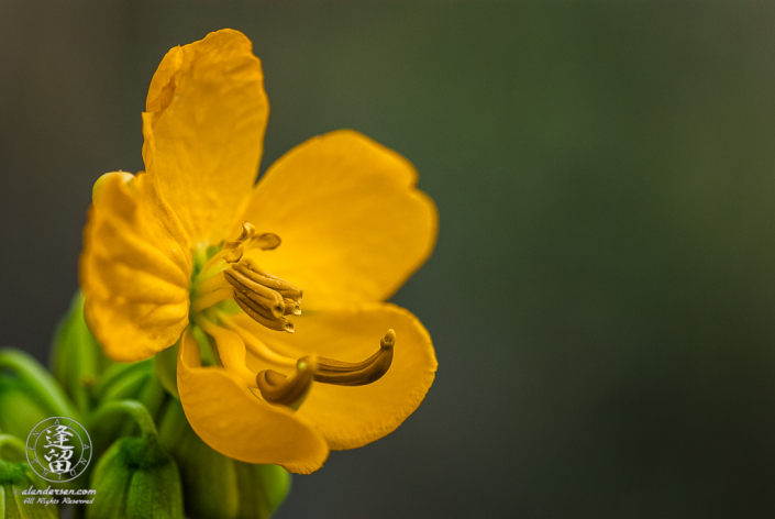 Closeup of a Wooly Senna (Senna hirsuta) wildflower.