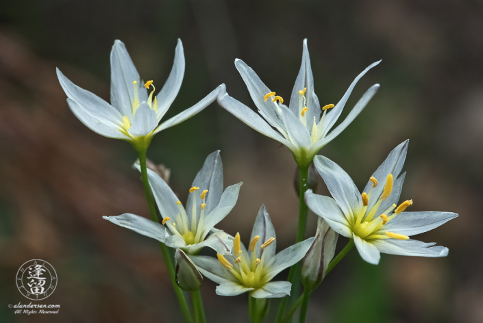 Cluster of white False Garlic (Nothoscordum bivale) wildflowers.