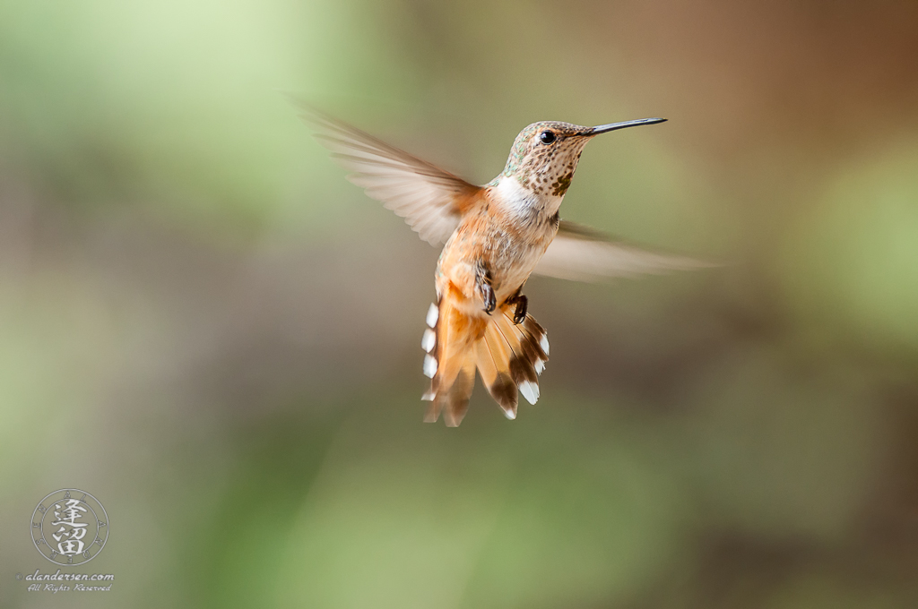 Male Rufus Hummingbird (Selasphorus rufus) hovering.