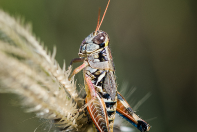 Grasshopper Atop Fingergrass Grasshopper (Melanoplus aridus) sitting atop tuft of Feather Fingergrass.