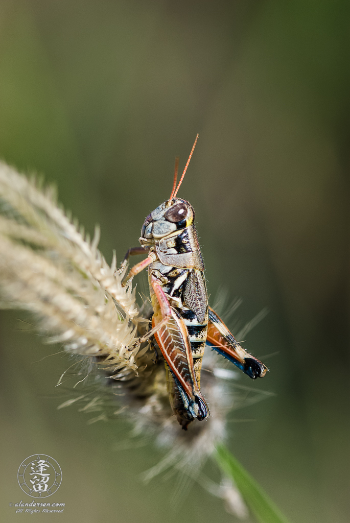 A little grasshopper (Melanoplus aridus) sitting atop a white tuft of Feather Fingergrass.