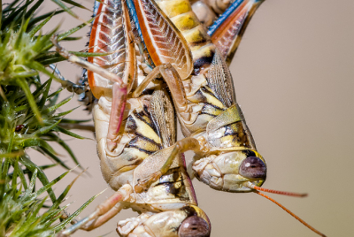 Mating Grasshoppers Mating grasshoppers (Melanoplus aridus) closeup set against tan background.