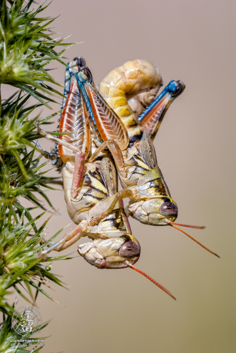 Mating grasshoppers (Melanoplus aridus) closeup set against tan background.