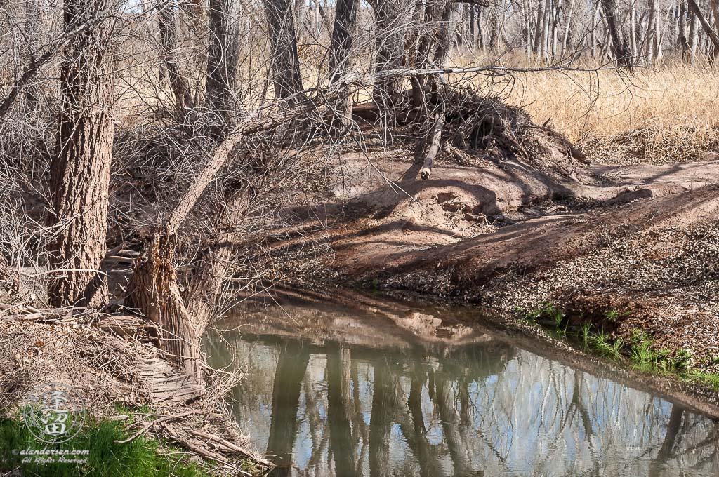Signs of voracious beavers on the San Pedro River.