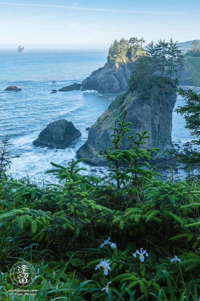 Sea stacks topped with sunlit pines.