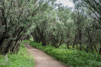 Fairbank Trail 1 Desert trail winding through green weeds beneath mesquite trees.
