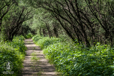 Fairbank Trail 2 Desert trail winding through thick weeds beneath mesquite trees.