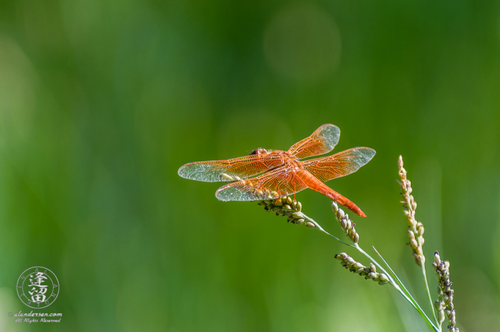 Orange Flame Skimmer (Libellula saturata) dragonfly sunning itself.