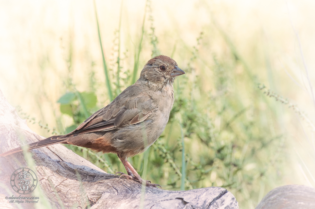 A Canyon Towhee (Melozone fusca) enjoying its perch on a cool shaded Cottonwood log on a hot September.