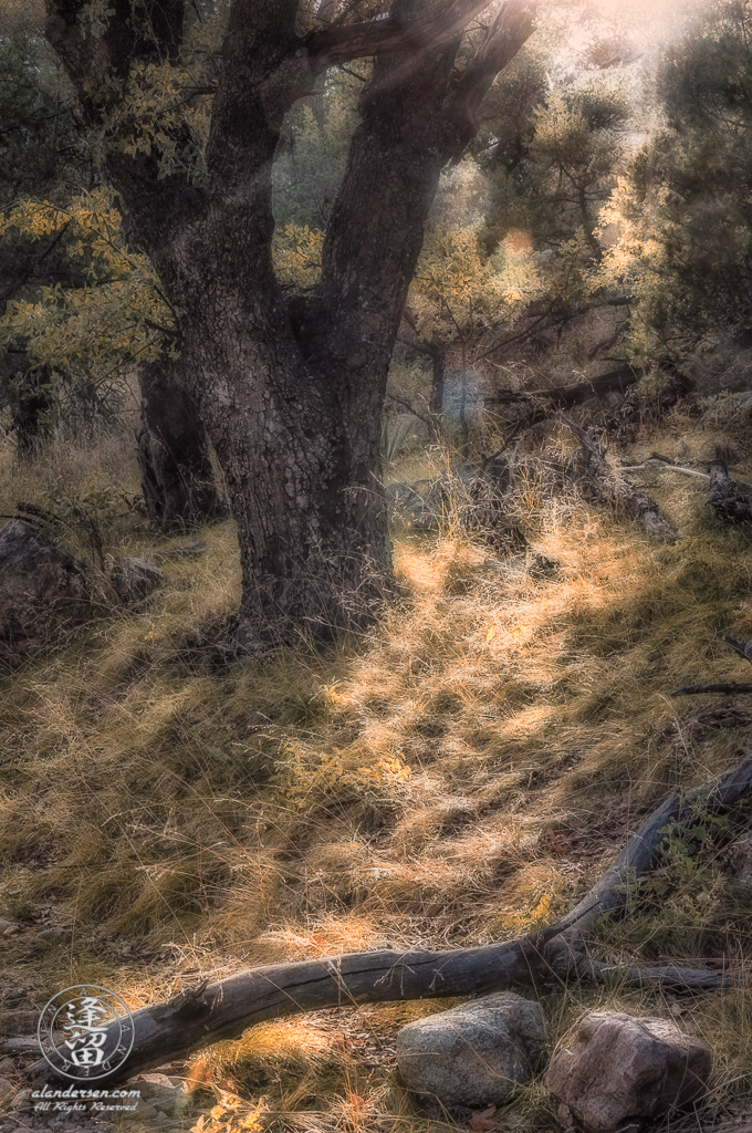 Back-lit Oak tree on hillside in the woods.