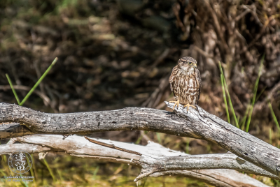 Merlin Falcon Sitting On Log Female Merlin falcon (Falco columbarius) sitting on log.