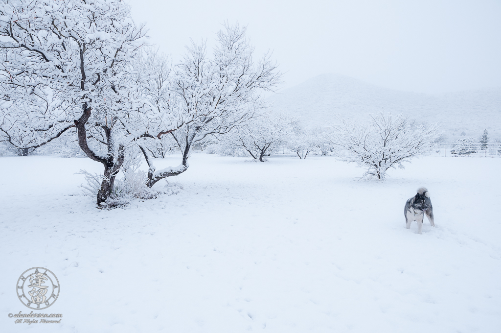 American Akita taking enjoying fresh snowfall.