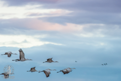 Sandhill Crane Morning Flight Sandhill Cranes (Grus canadensis) in flight just before sunrise.