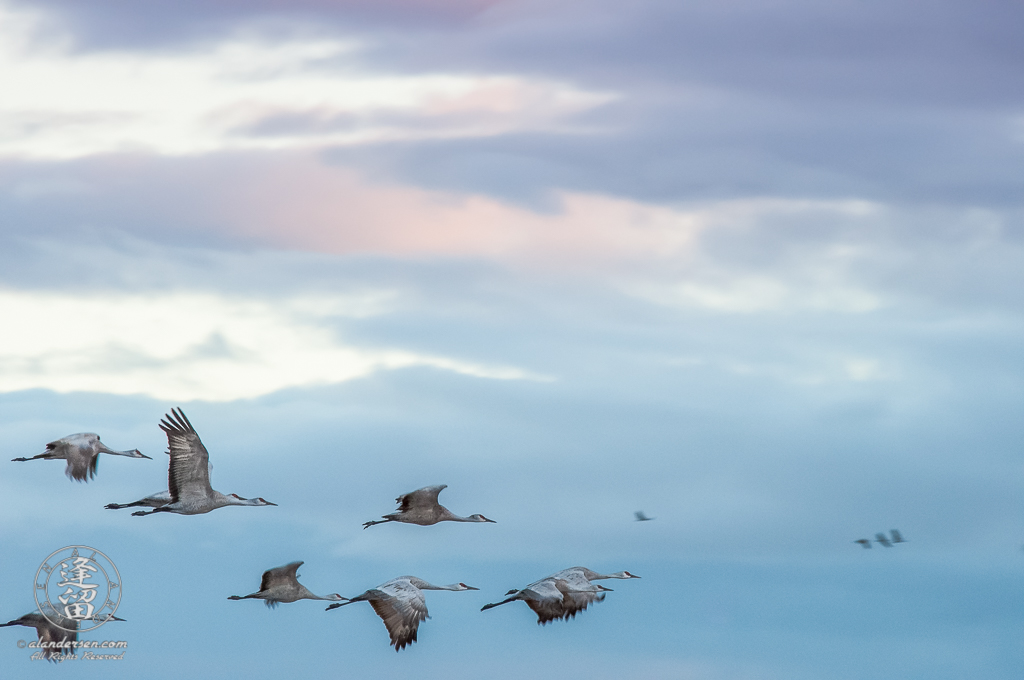 Sandhill Cranes (Grus canadensis) in flight just before sunrise.