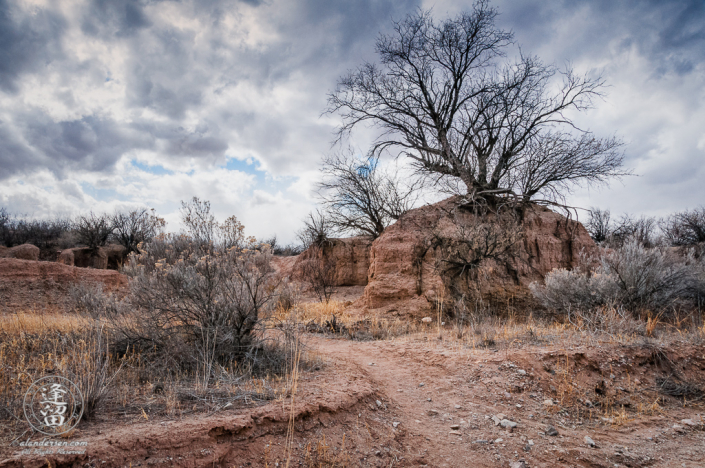 Bare mesquite tree isolated atop an eroded hill beneath dark brooding clouds.