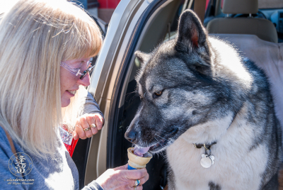 Hachi Eating Ice Cream Cone Hachi eating a Birthday ice cream cone while tailgating in Tombstone