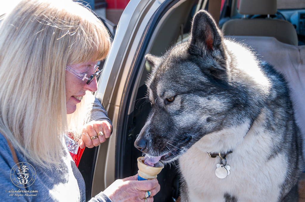 Hachi eating a Birthday ice cream cone while tailgating in Tombstone.